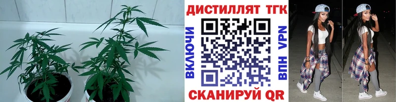 купить наркотик  Светогорск  Дистиллят ТГК жижа 